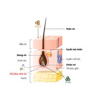 Redensyl – hoạt chất đột phá hỗ trợ giảm rụng mi, giúp mi mọc dày, dài và cong tự nhiên
